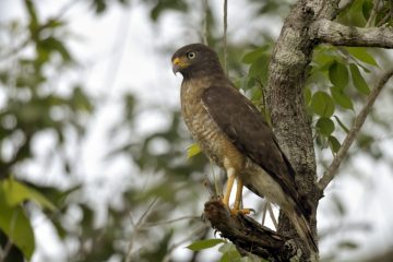 Pantanal-2018_0859_SAN9401