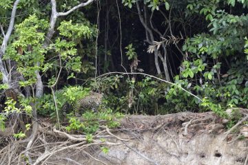 Pantanal-2018_0993_SAN0839
