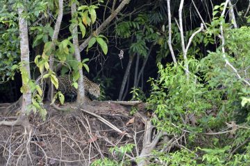 Pantanal-2018_0998_SAN0850