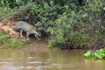 Pantanal-2018_1035_SAN0941_01