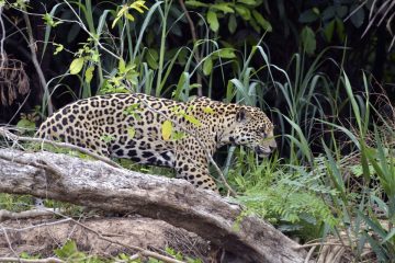 Pantanal-2018_1100_SAN1118