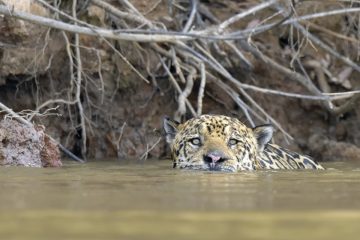 Pantanal-2018_1225bis_SAN9617