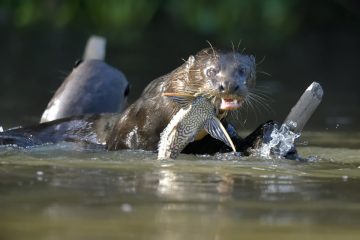 Pantanal-2018_1292_SAN9967