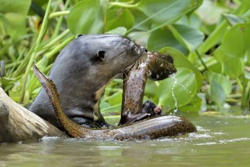 Pantanal-2018_1627_SAN1352