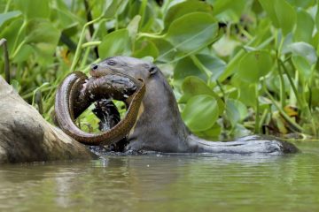 Pantanal-2018_1634_SAN1370