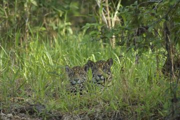 Pantanal-2018_1725_SAN1648