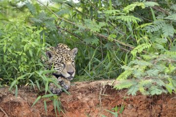 Pantanal-2018_1736_SAN1730