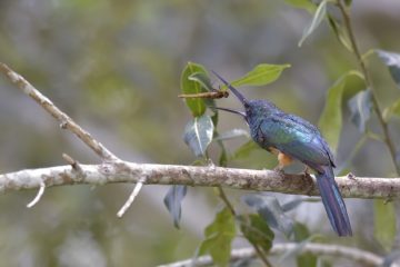 Pantanal-2018_1744_SAN1744