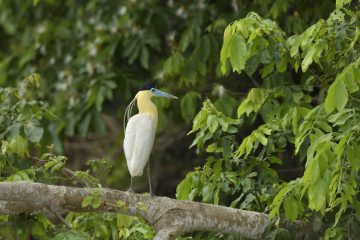 Pantanal-2018_1778_SAN1886