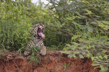 Pantanal-2018_1818_SAN1970