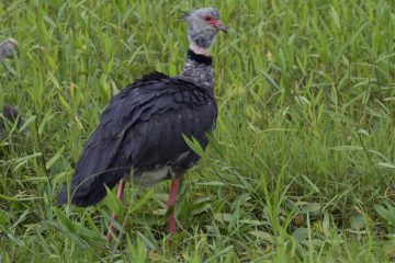 Pantanal-2018_1825_SAN1989