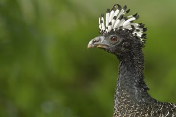 Pantanal-2018_1934_SAN2527