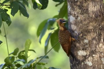 Pantanal-2018_1985_SAN2754