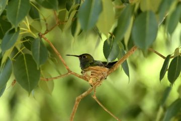 Pantanal-2018_1989_SAN2773