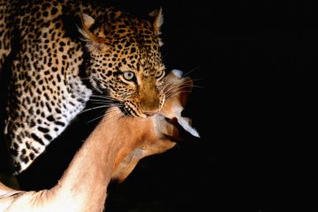 Zambie - South Luangwa