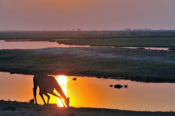 ChobeNP_0185__MER6337