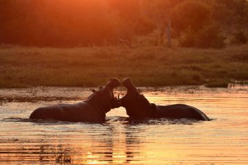 Khwai14_0049_BOW8951