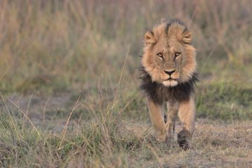 Moremi14_473_MOR3091