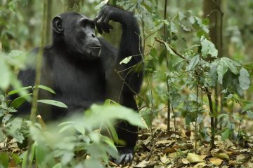 Ouganda17_0351_KPQ6003