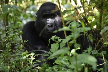 Ouganda17_1066_BWI7416