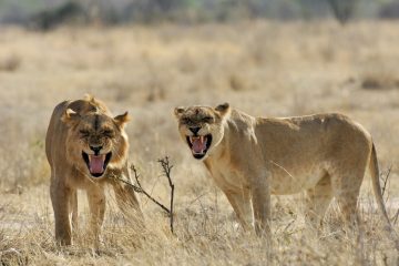 Ruaha222_TA20157