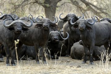 Ruaha273_TA20267