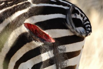 Ruaha310_T3N0127