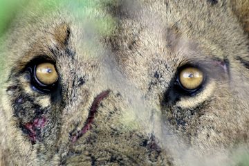 Ruaha442_T5N0002