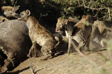 Ruaha522_T6N0137