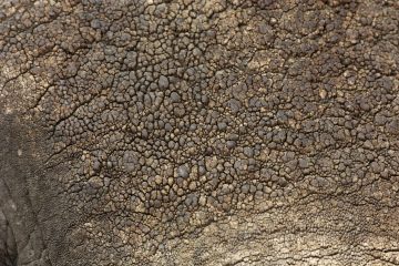 Ruaha746_2WG0076