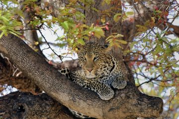 Ruaha888_5WG0123