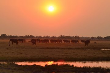 Savuti14_017_BOW8185