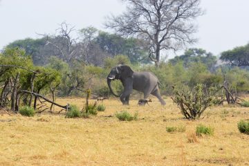 Savuti14_023_BOW8217