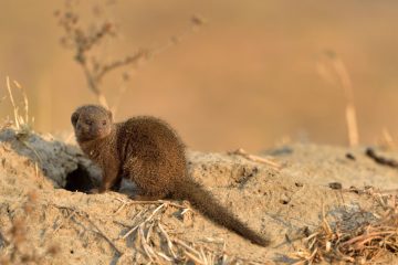 Savuti14_424_SAV6008