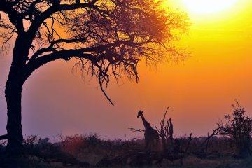 Savuti_019__AID6601