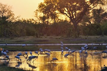 Savuti_041__AID6658