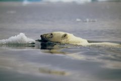Ours polaire dans l'eau - Somerset