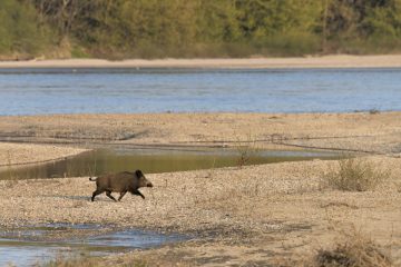 Val-Loire_10039_COS8433