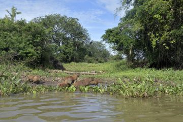 Pantanal-2018_0054_BOF4017
