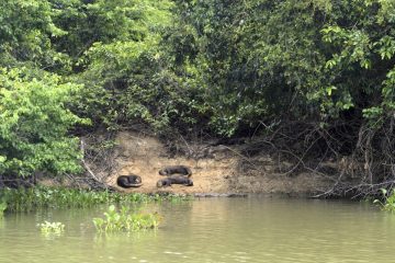 Pantanal-2018_0080_BOF4165