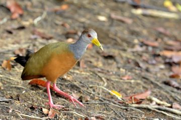 Pantanal-2018_0103_BOF4245