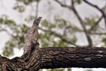 Grand ibijau (Nyctibius grandis)