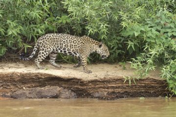 Pantanal-2018_0282_BOF5252