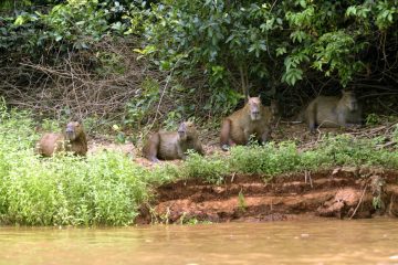 Pantanal-2018_0286_BOF5282