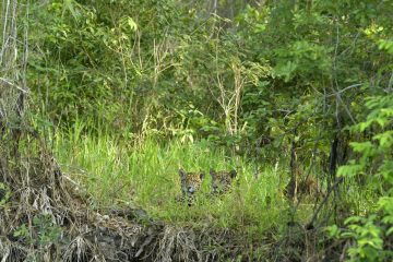 Pantanal-2018_0370_BOF5568