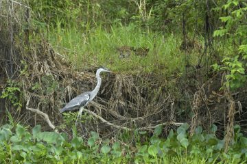 Pantanal-2018_0371_BOF5576
