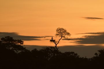 Pantanal-2018_0422_LVZ5915