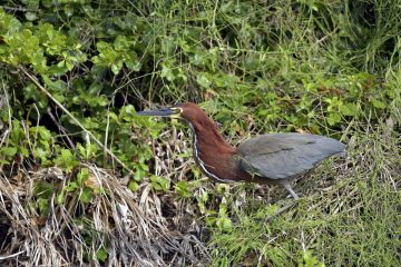 Pantanal-2018_0466_BLM6119