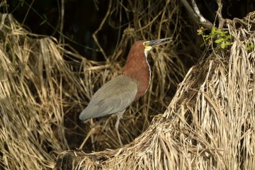 Pantanal-2018_0468_BLM6129