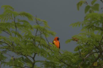 Pantanal-2018_0471_BLM6138